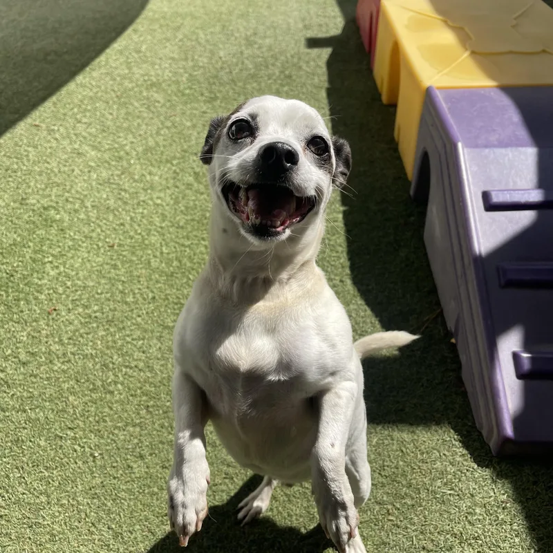 A senior small-sized male Rat Terrier dog named Pancake for adoption in Baton Rouge, LA