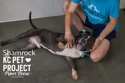 An adult large-sized male Gray / Blue / Silver Pit Bull Terrier dog named Shamrock for adoption in Kansas City, MO