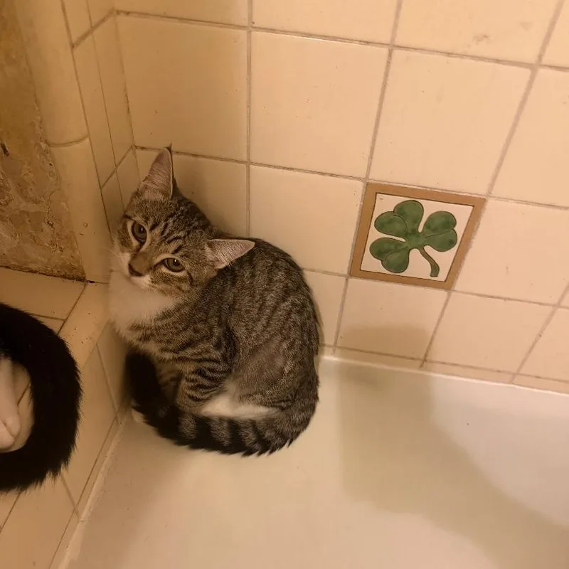 A young small-sized female Tabby cat named Jamie for adoption in BEVERLY HILLS, CA