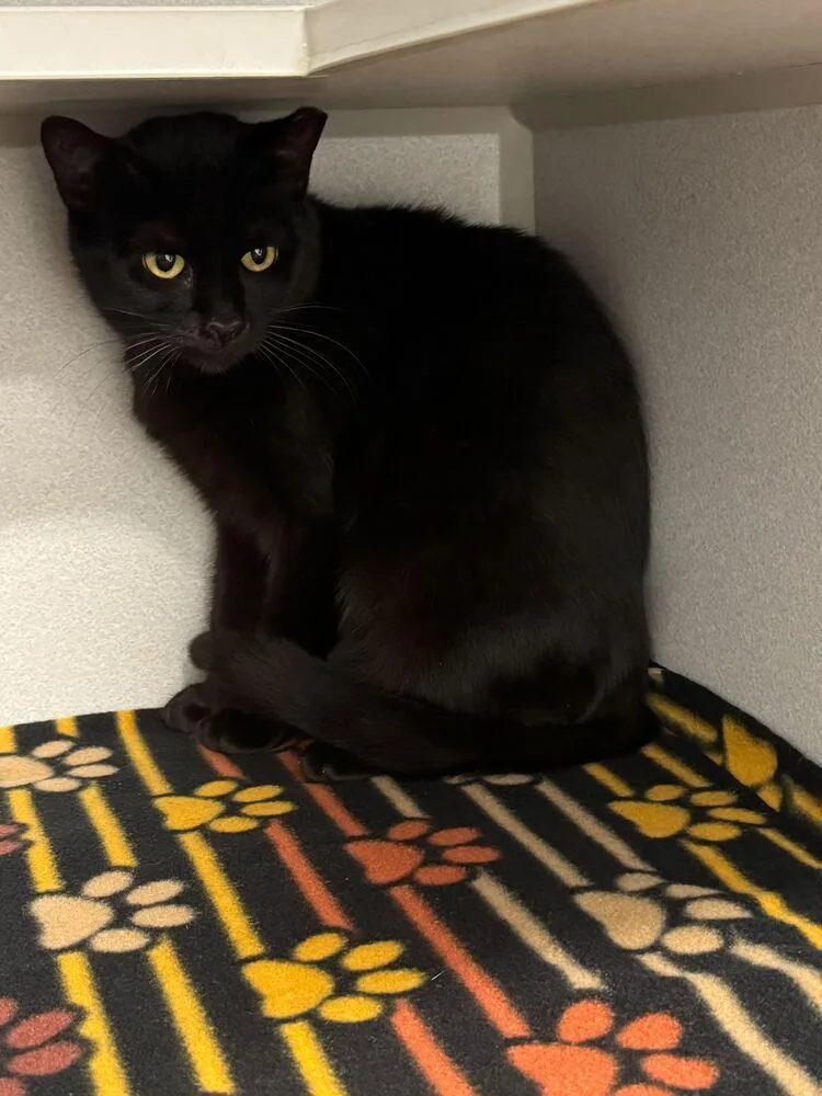 An adult medium-sized female Black Domestic Short Hair cat named Cherry for adoption in Bowling Green, OH