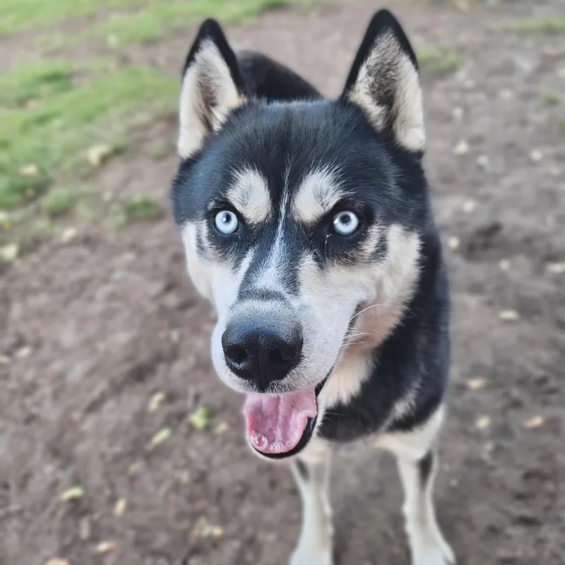 An adult medium-sized male Black Siberian Husky dog named Koda for adoption in Mount Pleasant, MI