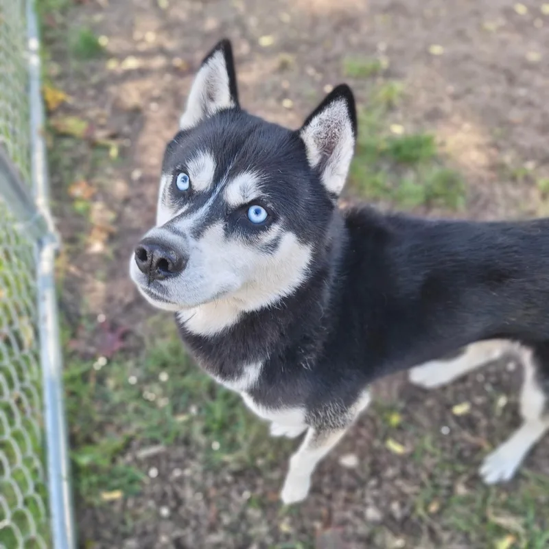 Koda thumbnail 5