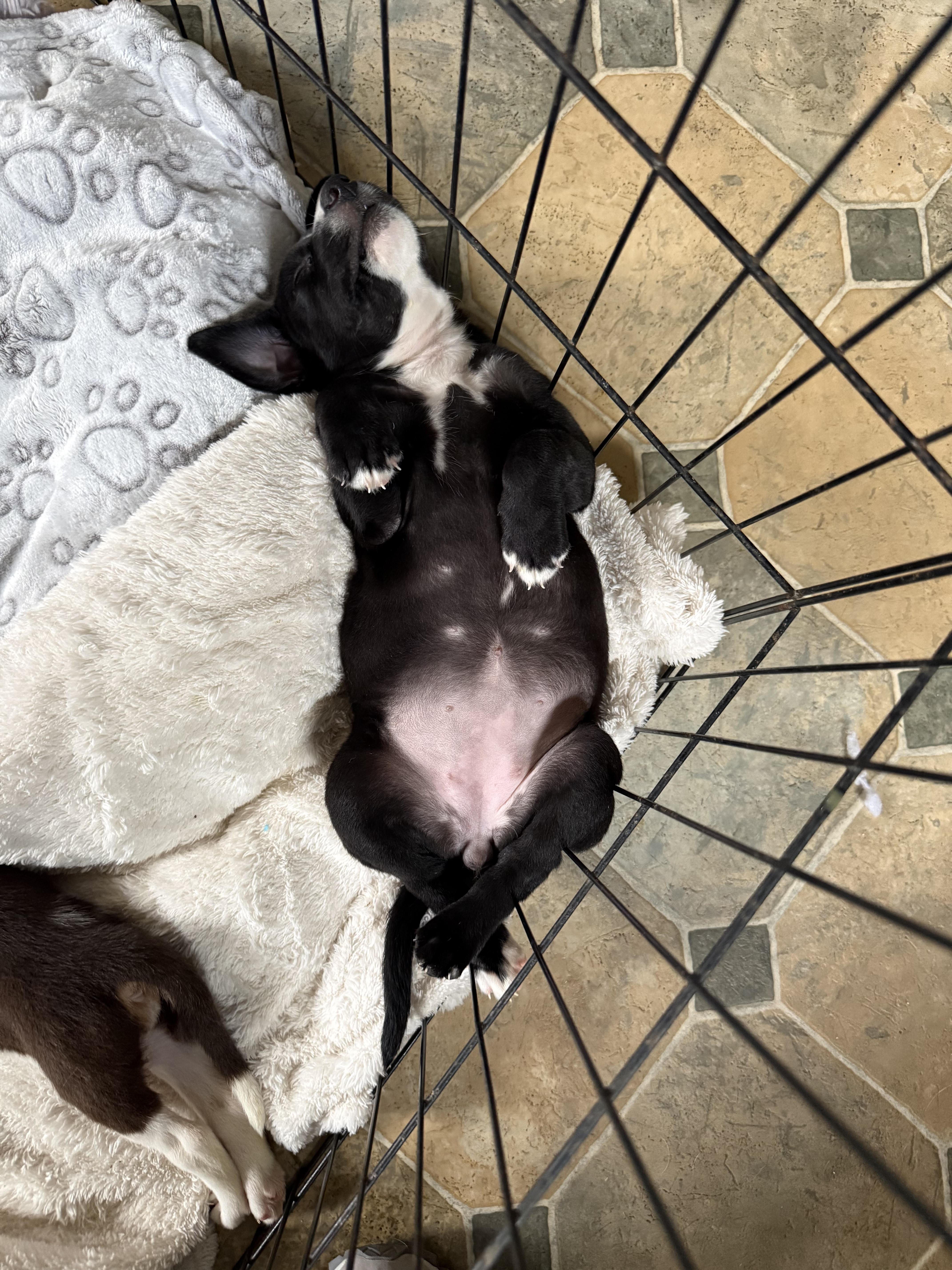 A baby medium-sized female Labrador Retriever dog named Ally for adoption in Berlin, NJ