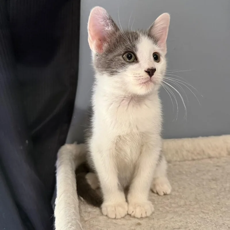A baby small-sized male Domestic Short Hair cat named Chong for adoption in Woodstock, GA