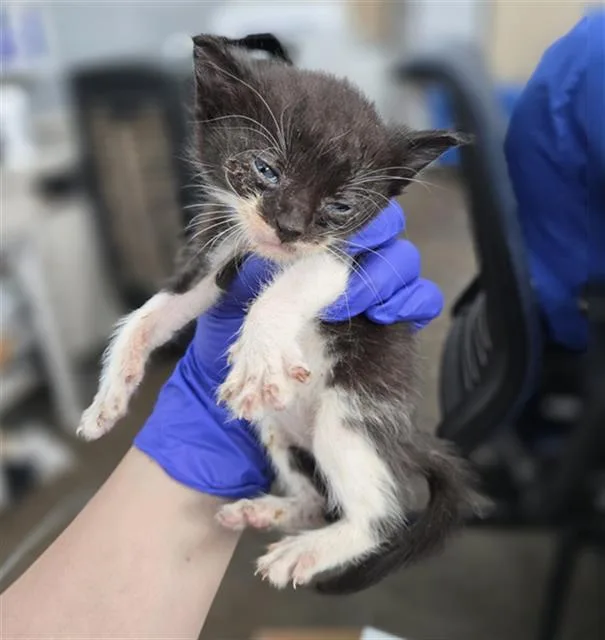 A baby medium-sized male Domestic Short Hair cat named Berlin for adoption in Dallas, TX