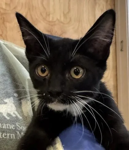 A baby small-sized female Domestic Short Hair cat named Francis Bacon Pantaloons for adoption in Missoula, MT
