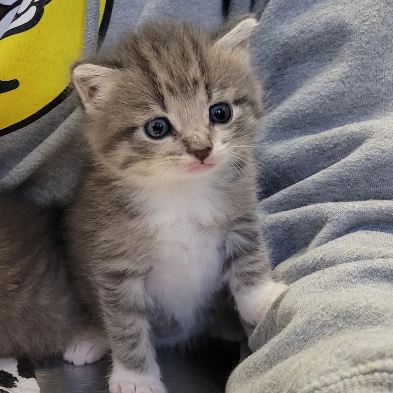 A baby small-sized female Gray / Blue / Silver Domestic Short Hair cat named Porsha for adoption in Ruckersville, VA