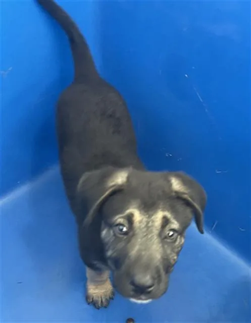 A baby large-sized female Mixed Breed dog named Sky for adoption in Dallas, TX