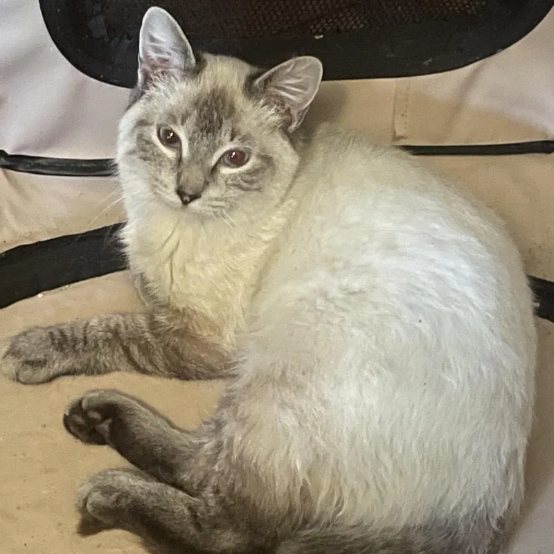 Marco Polo Pw thumbnail 3