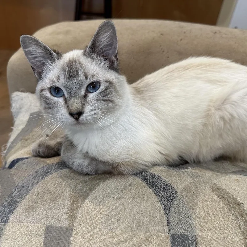 Marco Polo Pw thumbnail 4