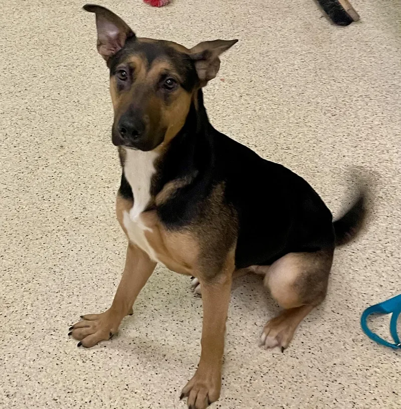 A young medium-sized female German Shepherd Dog dog named Chloe for adoption in Muncie, IN