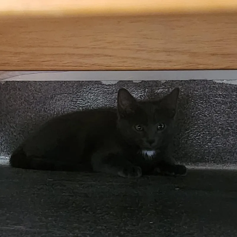 A baby small-sized male Gray / Blue / Silver Domestic Short Hair cat named Squiggy for adoption in Brockton, MA
