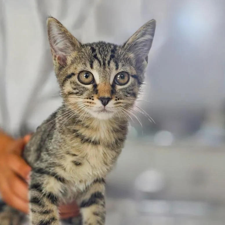 A baby small-sized male Brown / Chocolate Domestic Short Hair cat named Rambo for adoption in Chapel Hill, NC