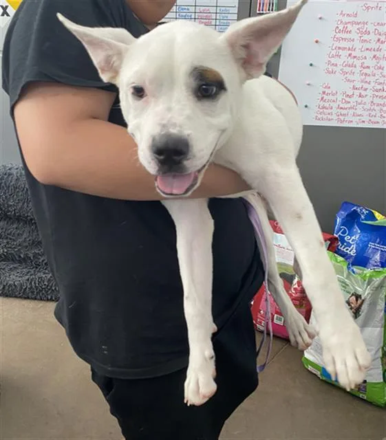 A baby large-sized female Mixed Breed dog named Pookie for adoption in Dallas, TX