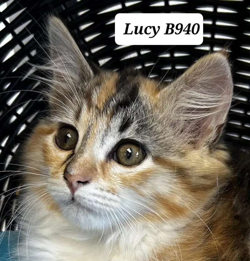 A baby medium-sized female Tortoiseshell Domestic Long Hair cat named Lucy for adoption in Morganton, NC