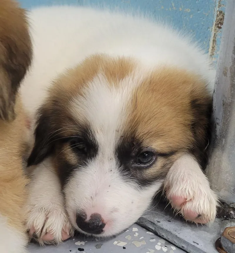 A baby medium-sized female Anatolian Shepherd dog named Grace for adoption in Seven Points, TX