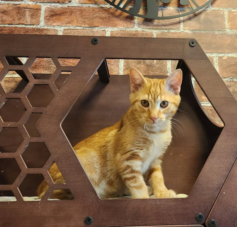 A young medium-sized male Orange / Red Domestic Short Hair cat named Rob for adoption in Herndon, VA