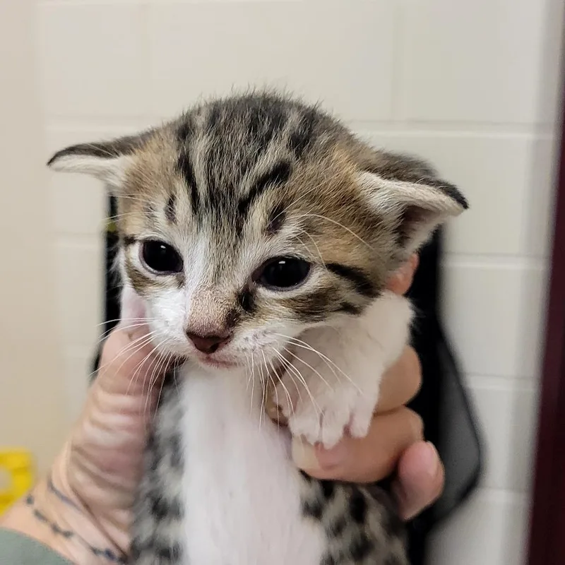 A baby small-sized male Gray / Blue / Silver Domestic Short Hair cat named Jack for adoption in Lake Panasoffkee, FL
