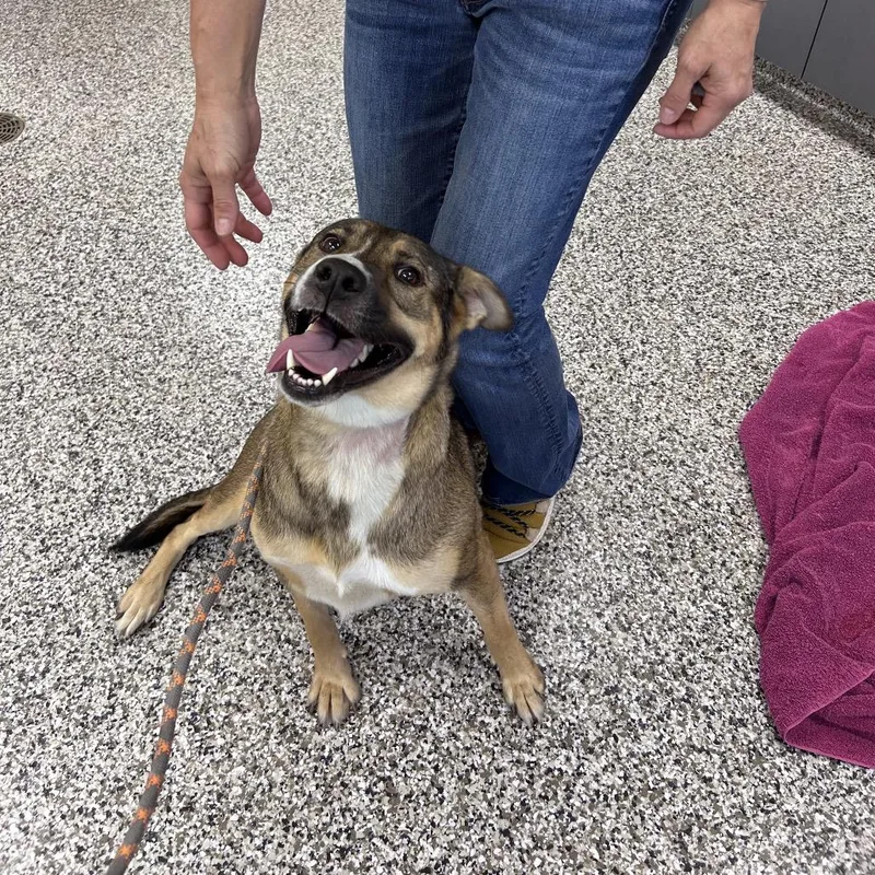 An adult medium-sized female Black Mixed Breed dog named Lotti for adoption in Morganton, NC