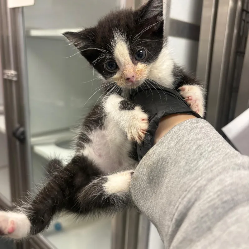 A baby small-sized male Black Domestic Short Hair cat named Hemlock for adoption in Binghamton, NY