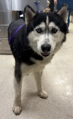 An adult medium-sized male Siberian Husky dog named Penguin for adoption in Riverside, CA