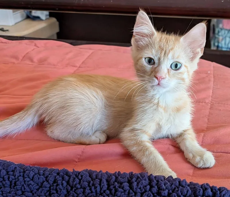 A baby medium-sized male Tabby (Orange / Red) Domestic Medium Hair cat named Jesse James for adoption in Queen Creek, AZ