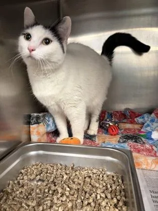 An adult medium-sized female Domestic Short Hair cat named Lady Jane for adoption in Lowell, MA
