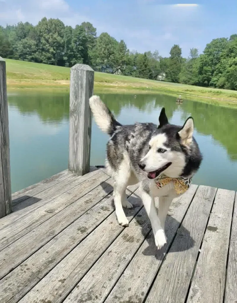 An adult medium-sized male Siberian Husky dog named Kavik for adoption in Manchester, CT