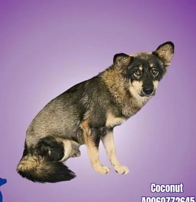 A young medium-sized male Husky dog named Bryce for adoption in Boulder, CO