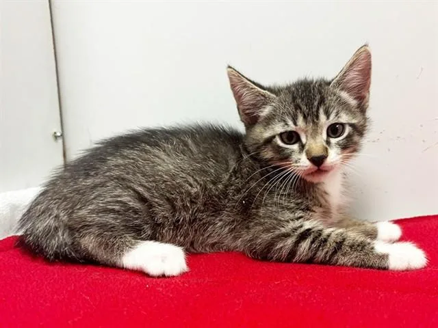 A baby small-sized female Domestic Short Hair cat named Regina for adoption in Sacramento, CA