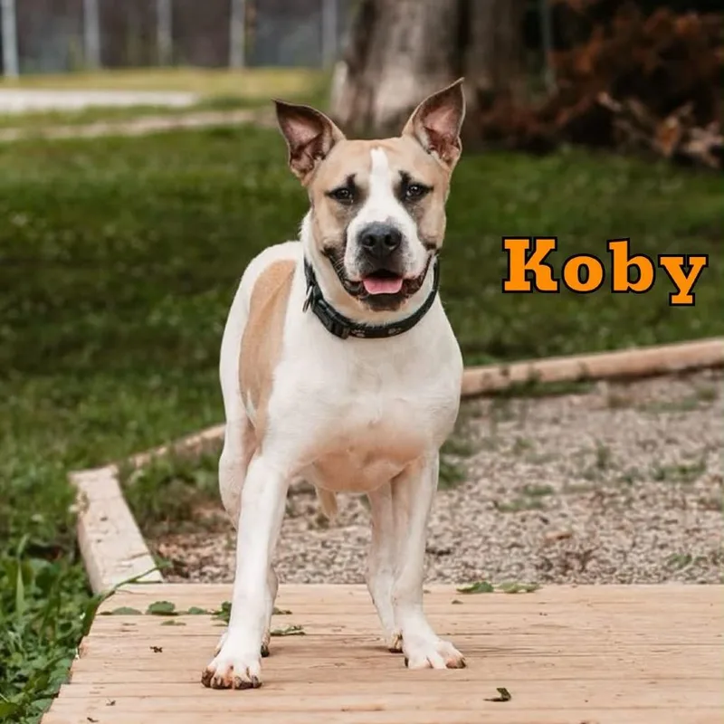 Koby