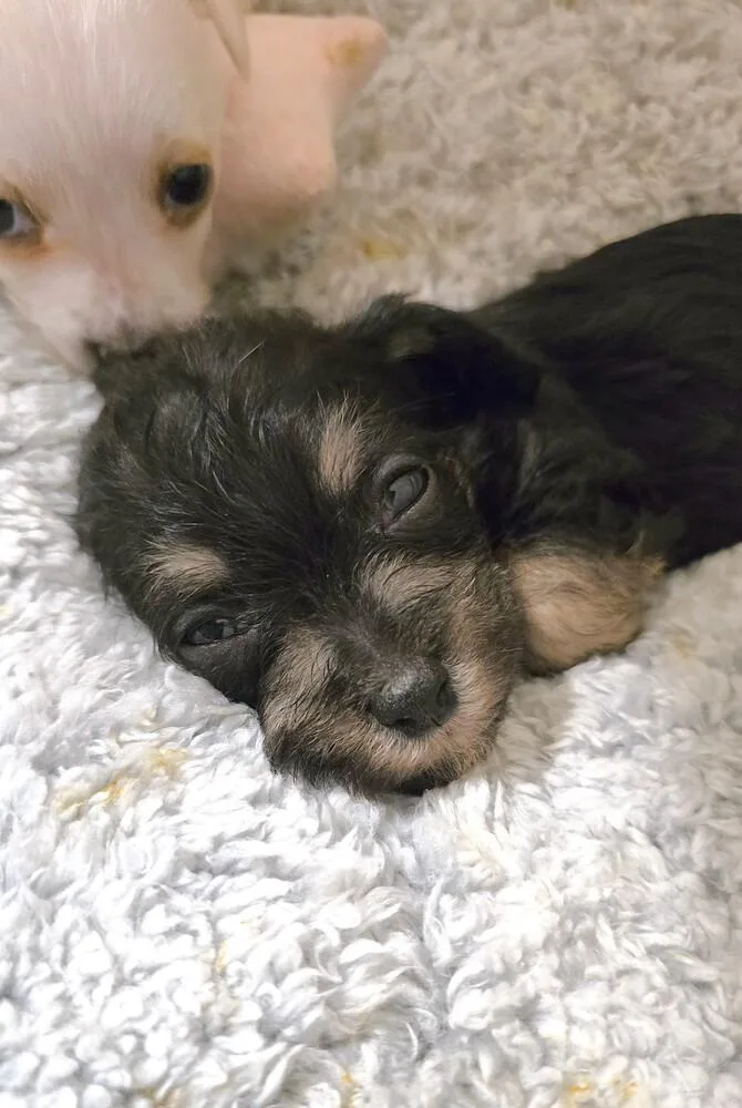 A baby small-sized male Terrier dog named Dab for adoption in Pacifica, CA