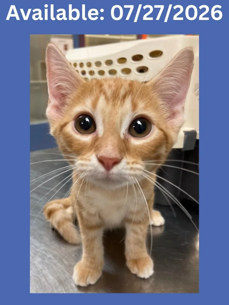 A baby medium-sized male Domestic Short Hair cat named Cat Condo  Jake for adoption in Greenville, TX