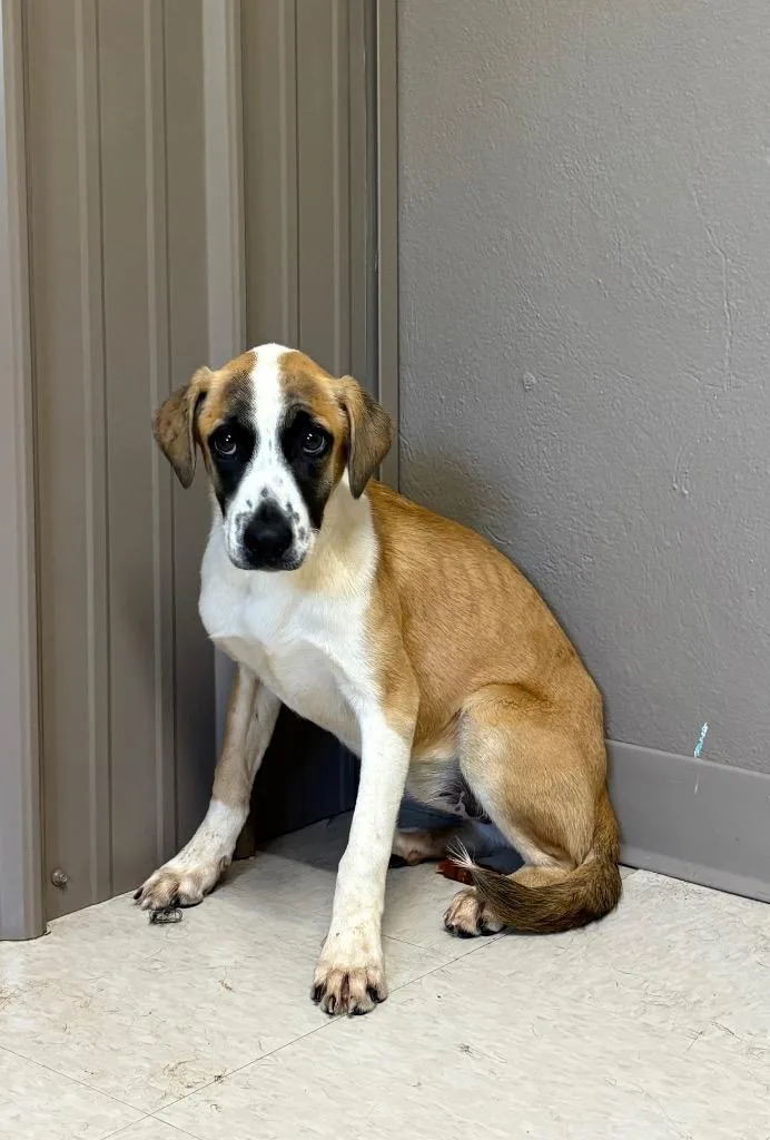 A baby small-sized female Pointer dog named Pretzel for adoption in Fayetteville, TN