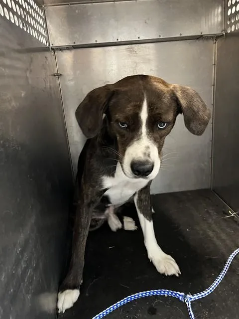 An adult large-sized male Terrier dog named Byrna for adoption in Pearland, TX