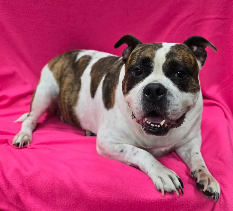 An adult medium-sized female Bulldog dog named Maude for adoption in Frankfort, IN