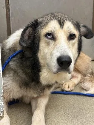 An adult medium-sized female Shepherd dog named Snow for adoption in Palm Coast, FL