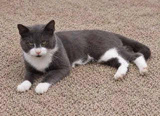 A young medium-sized male Tuxedo cat named Moose for adoption in Franklin, TN
