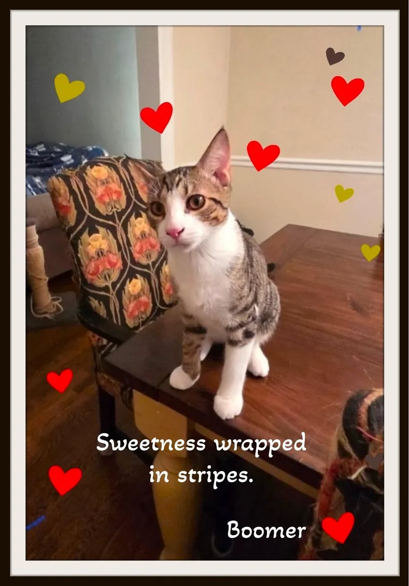 A baby medium-sized male White Domestic Short Hair cat named Boomer Big brother for adoption in Winston Salem, NC