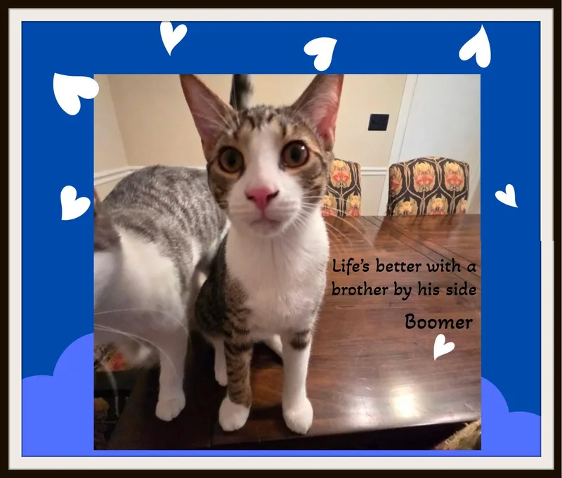Boomer  Big brother thumbnail 3