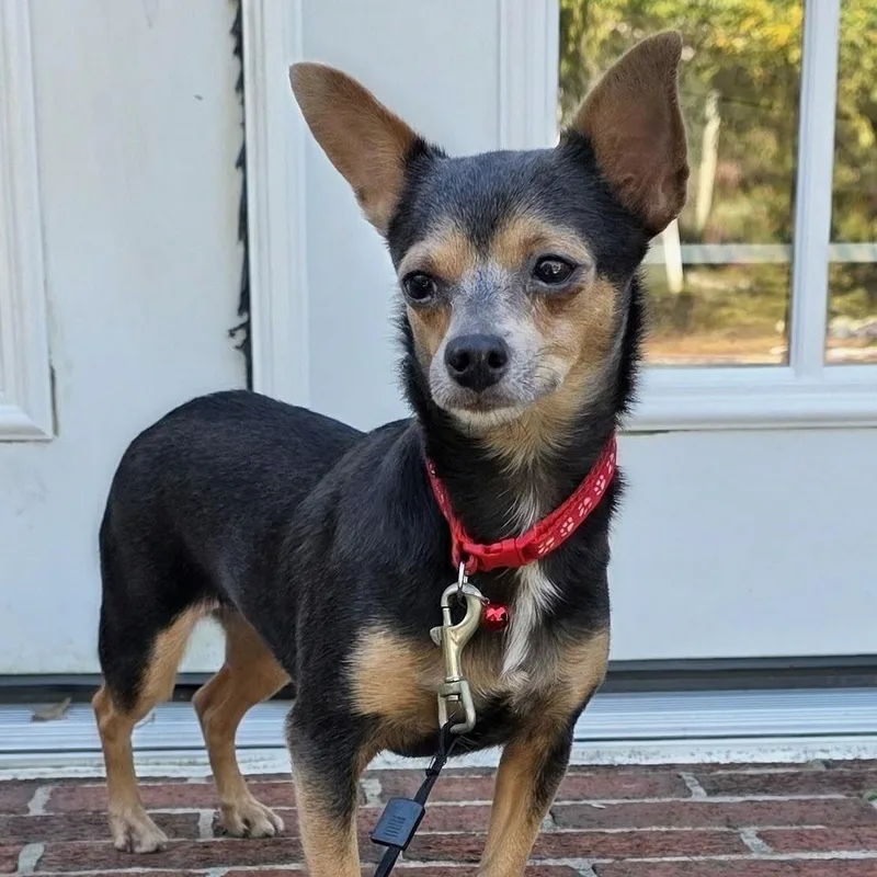 A young small-sized female Brown / Chocolate Chihuahua dog named Karina for adoption in Baldwin, MD