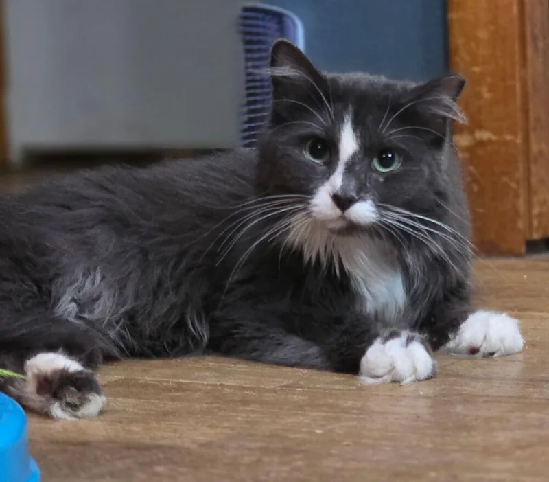 An adult medium-sized female Black & White / Tuxedo Domestic Medium Hair cat named Willow for adoption in Dayton, OH