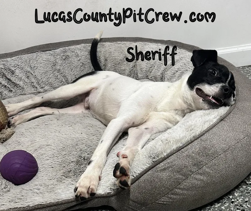 Sheriff