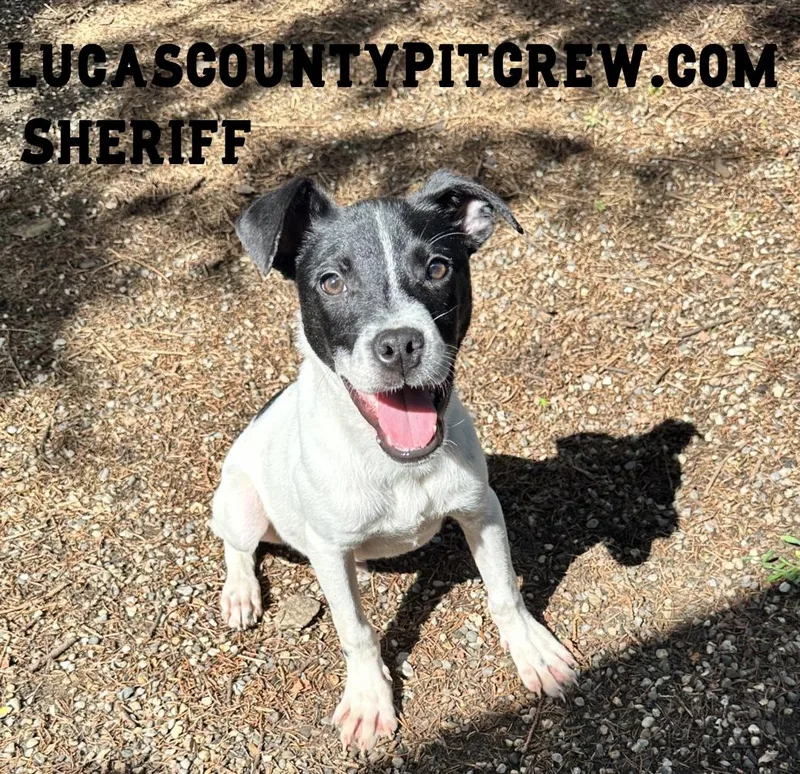 Sheriff thumbnail 2