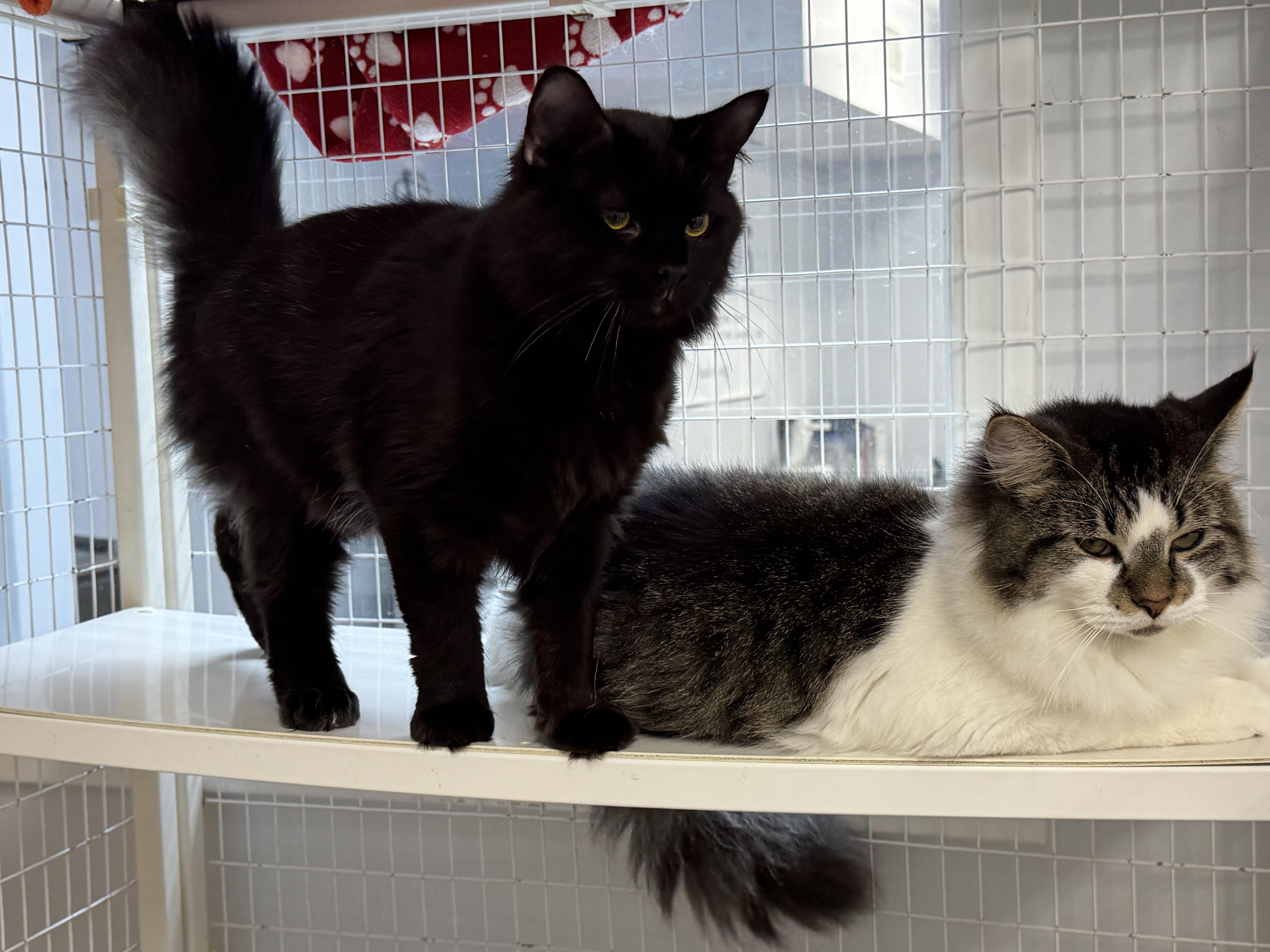 A young large-sized male Black Domestic Long Hair cat named Leif  Twig  for adoption in Clifton, NJ