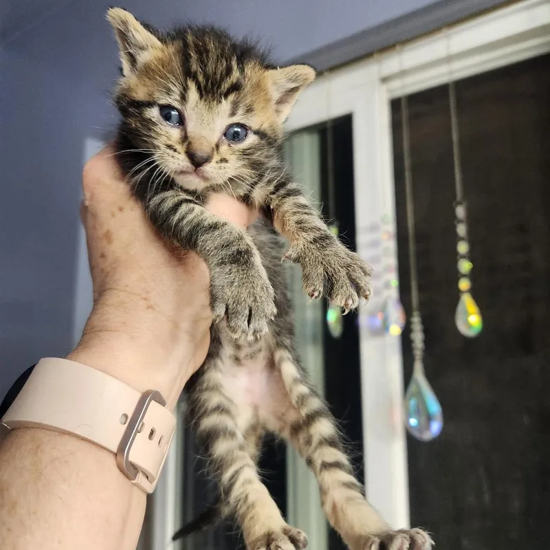 A baby small-sized female Brown / Chocolate Domestic Short Hair cat named Thalys Clarice for adoption in Layton, UT