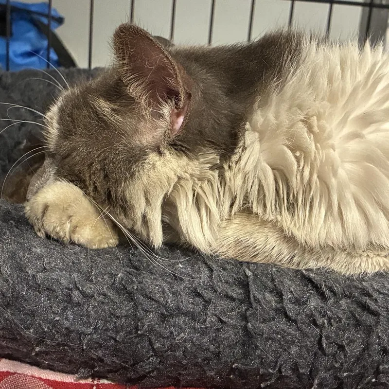 A young small-sized male Gray / Blue / Silver Domestic Medium Hair cat named Aslan for adoption in Abingdon, MD
