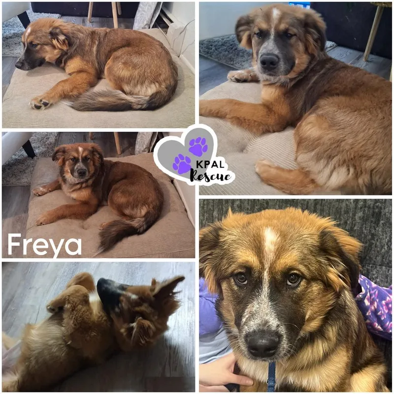 A young large-sized female Australian Cattle Dog / Blue Heeler dog named Freya for adoption in Kenai, AK