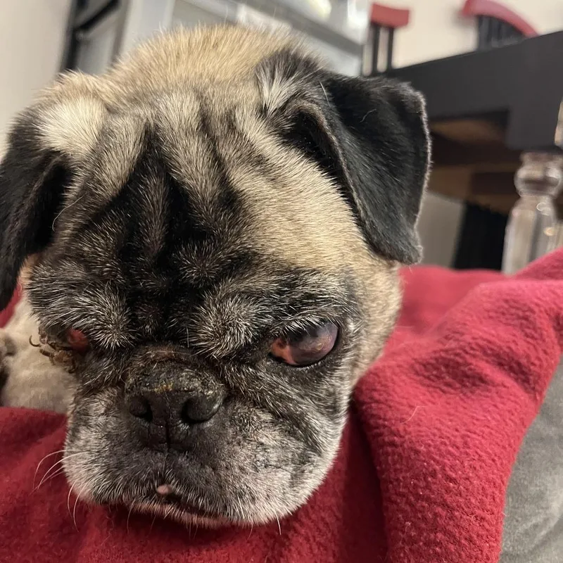A senior small-sized male Yellow / Tan / Blond / Fawn Pug dog named Mtv for adoption in San Francisco, CA