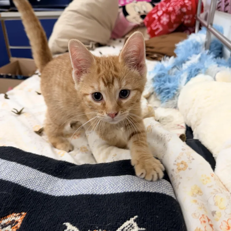 A baby medium-sized male Tabby (Orange / Red) Domestic Short Hair cat named Shamrock for adoption in Logan, OH